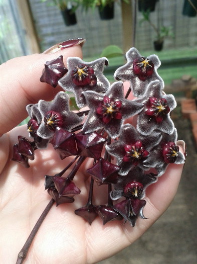 9.12.11 - Hoya 2011- 2012