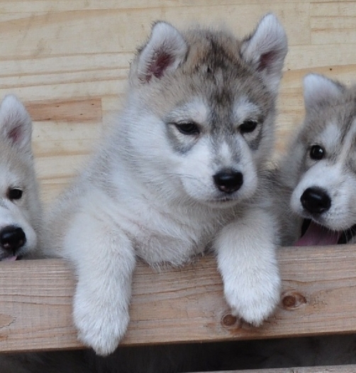 8111825haski - huschi