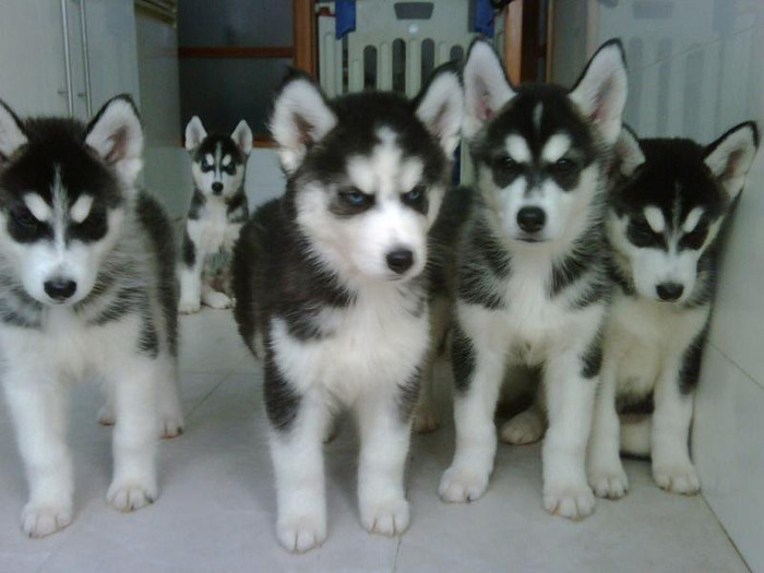husky2 - huschi
