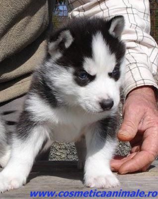 pic124015_caine_Husky_siberian