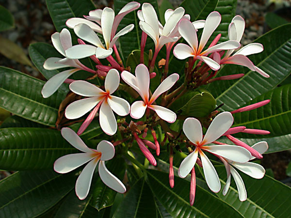 Dwarf Pink - Plumeria ce minunatie