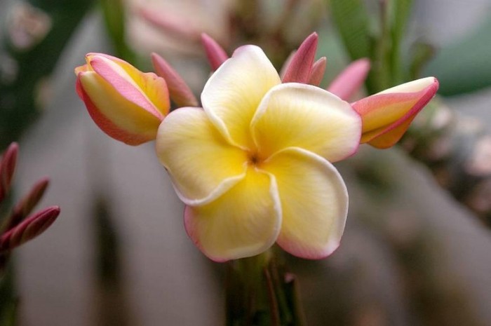 Edi Moragne - Plumeria ce minunatie