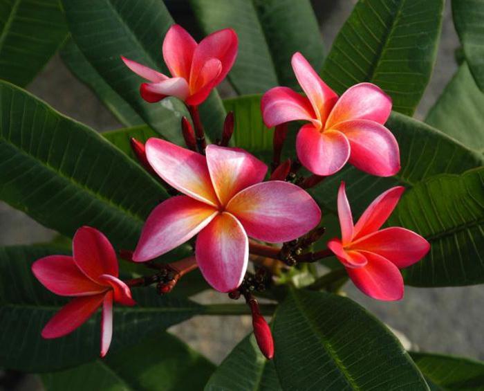 Gloria Schmidt - Plumeria ce minunatie