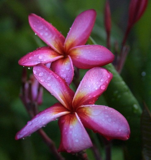 Gulf Stream - Plumeria ce minunatie