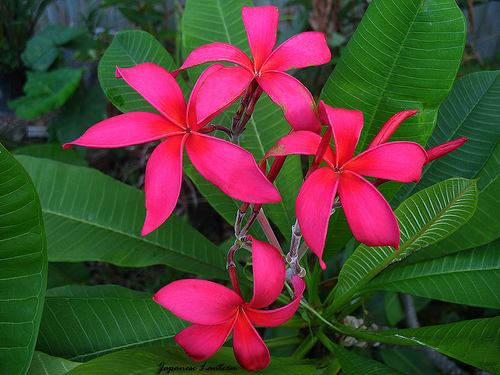 Japanese Lantern - Plumeria ce minunatie