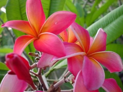 Kaneohe Sunburst - Plumeria ce minunatie