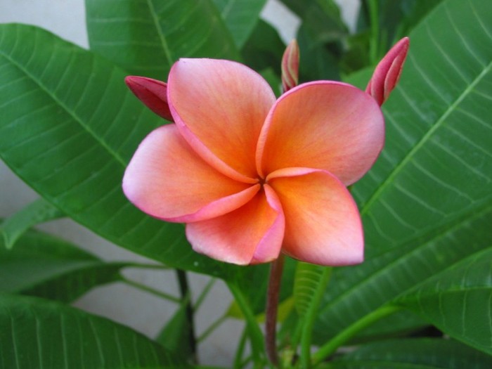 Kimo - Plumeria ce minunatie