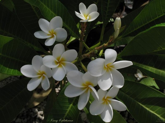 King Kalakaua - Plumeria ce minunatie