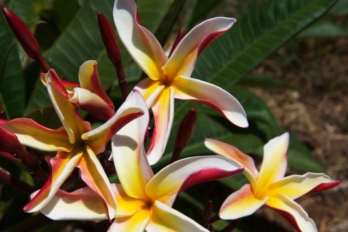 Madame Poni - Plumeria ce minunatie