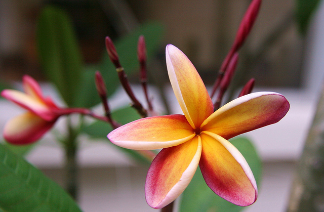 Nebel\'s Rainbow - Plumeria ce minunatie