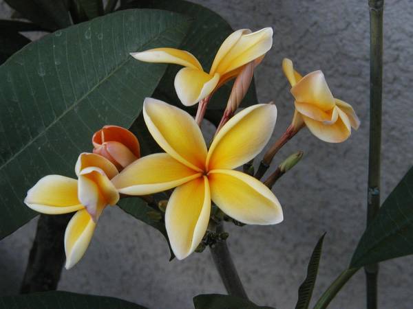 Paul Weissich - Plumeria ce minunatie