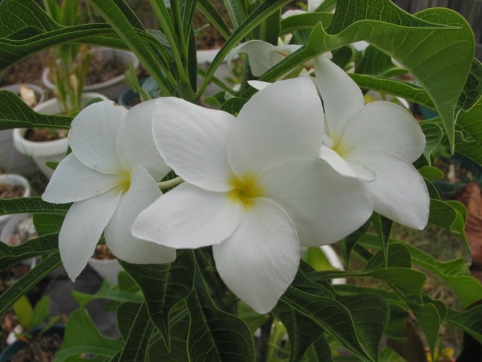 Pudica - Plumeria ce minunatie