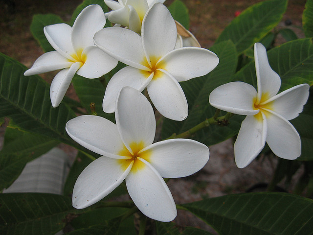 Samoan Fluff - Plumeria ce minunatie