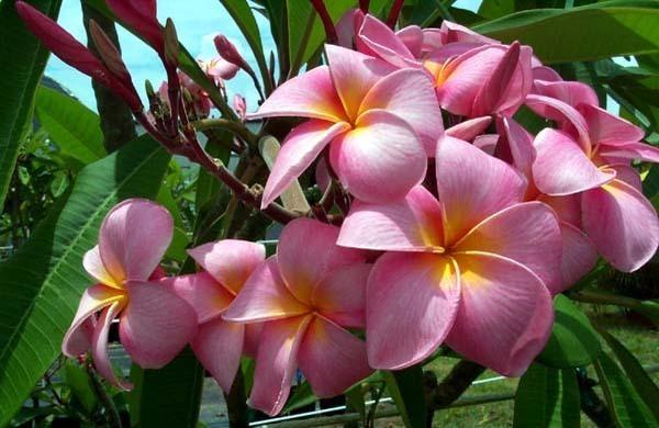 Tomlinson - Plumeria ce minunatie