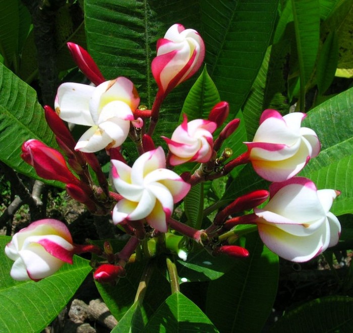 White Shell - Plumeria ce minunatie