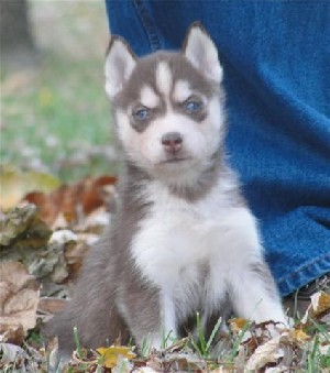 mare_16e5cd44faba61f54a46d6078f12c00b