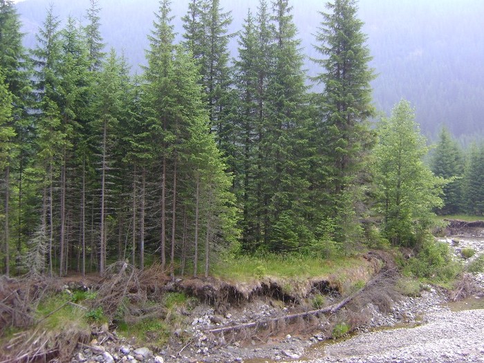 DSC09437 - Transalpina