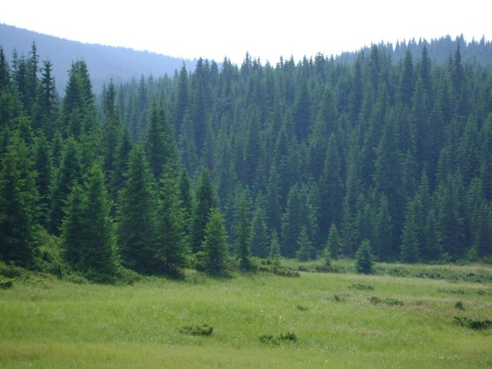 DSC09510 - Transalpina