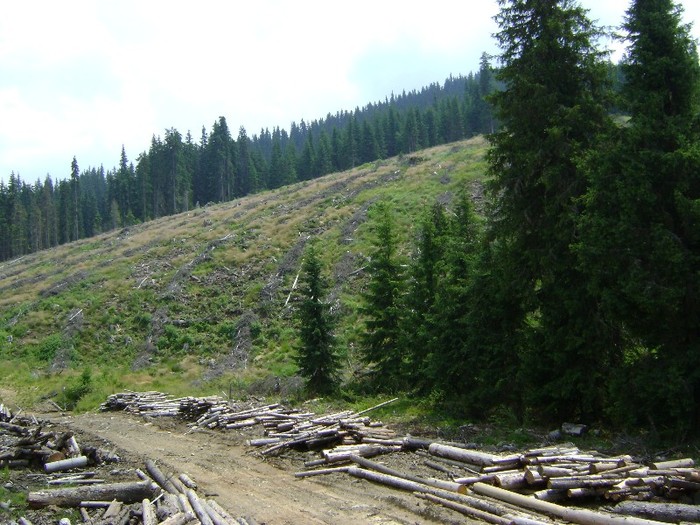 DSC09519 - Transalpina