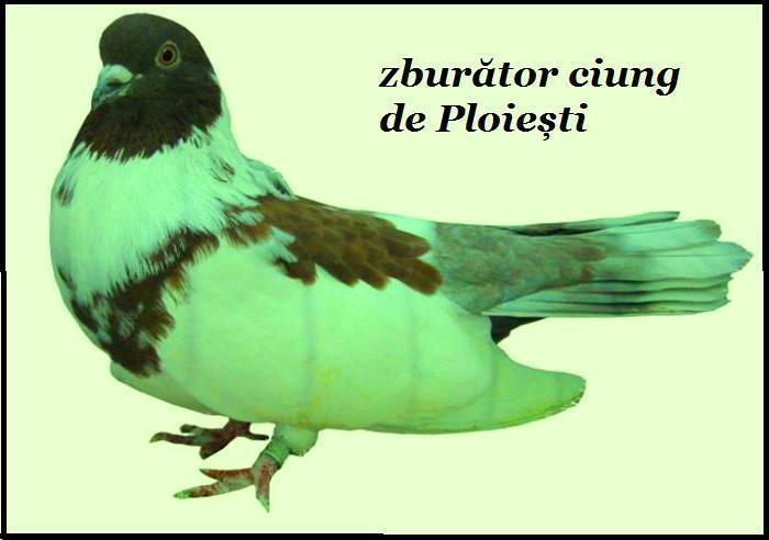 Zburator Ciung de Ploiesti - Standarde si rase de porumbei Romanesti actualy