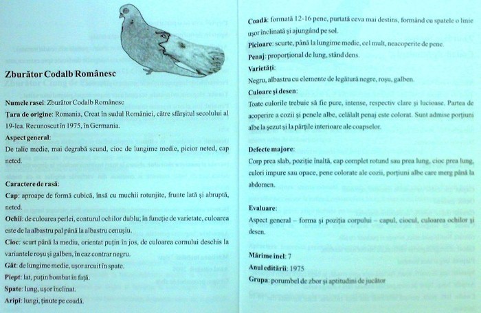 Zburator Codalb Romanesc - Standarde si rase de porumbei Romanesti actualy