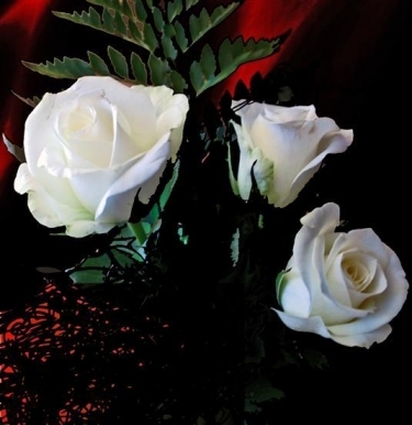 8-martie_0b64e9567420f3 - poze flori