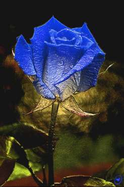 blue-rose-for-you_81bfd27b0ec565 - poze flori