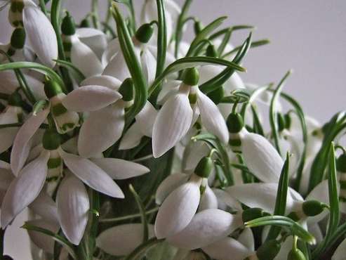 dragostea-adevarata-este-o-limba-pe-care-surzii-o-pot-auzi-si-orbii-o-pot-vedea_464368351e33b3 - poze flori
