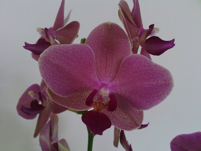 Fotografii-0039 - orhidee