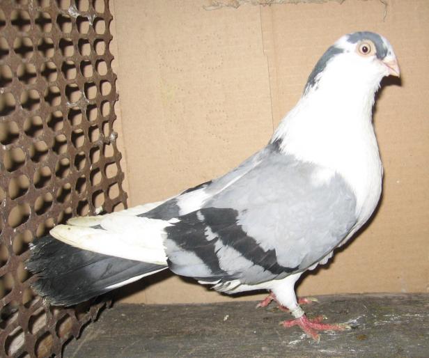 JFTSSMRFNQQOXCVYRDP - arhiva