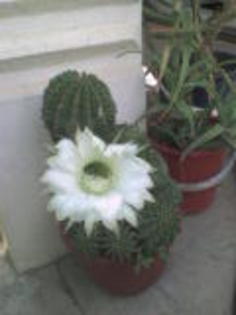 cactus - 2011  flori