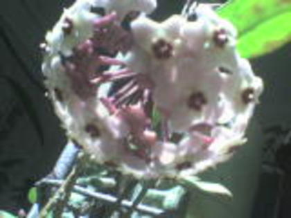 cerica - 2011  flori