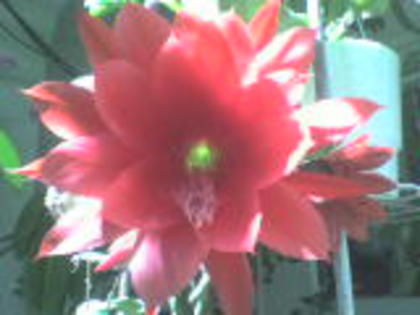 DSC00038 - 2011  flori