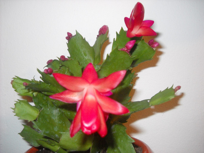 9.12.2011 - Schlumbergera-2010-2013