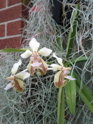 10.12.11 - Vanda