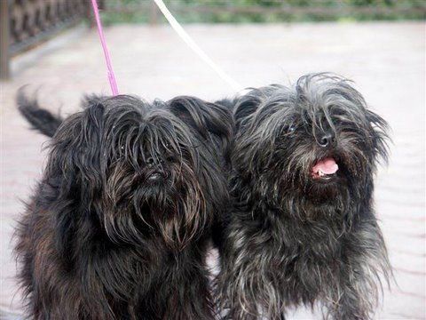 affenpinscher