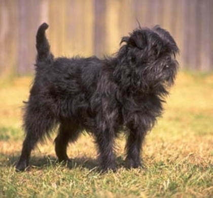 affenpinscher01 - Affenpinscher