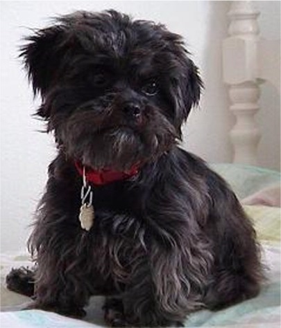 affenpinscher-11bf - Affenpinscher