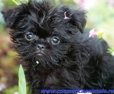 affenpinscher_pup - Affenpinscher