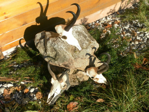 Capre negre mari - Seturi de trofee pentru decoruri rustice în vile și pensiuni