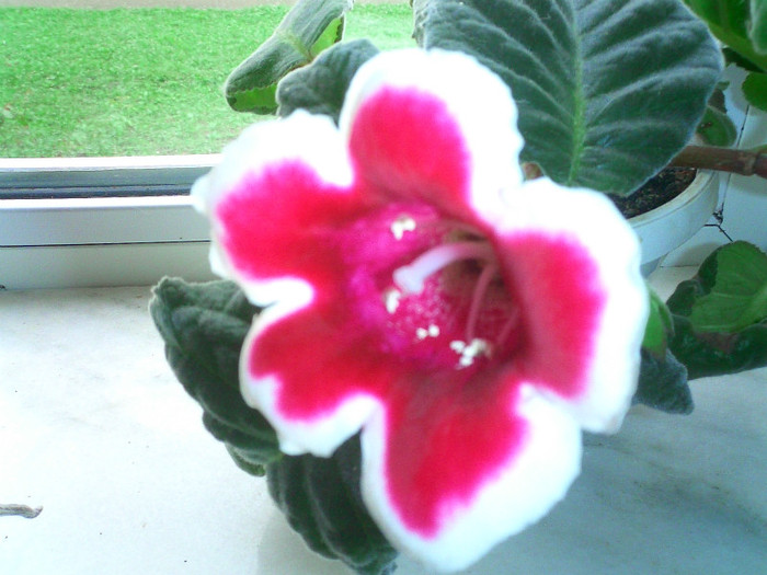 Decedata - Gloxinia 2011