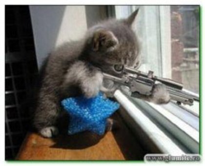 animale_commando_cats