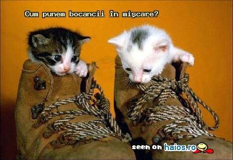 poze_haioase_funny_photos_028877800123711676049bce758468b7614379299_1 - poze pisicute