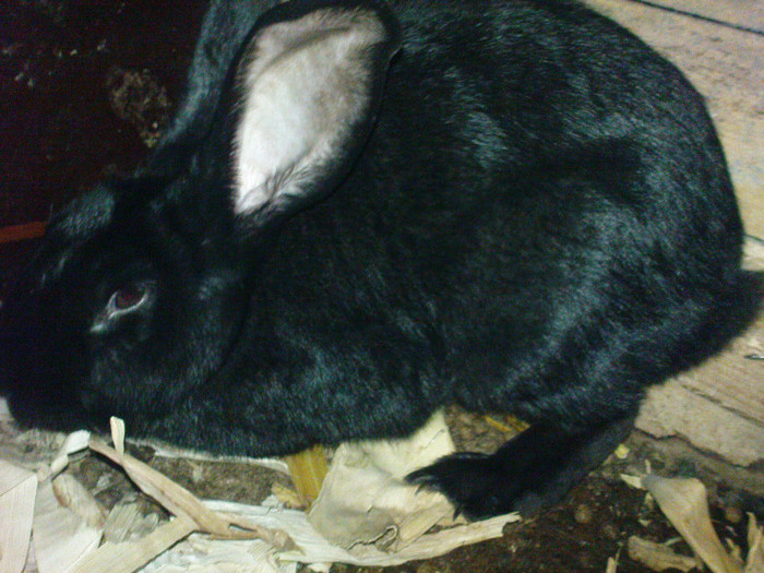 F 2011 -4- - iepurii
