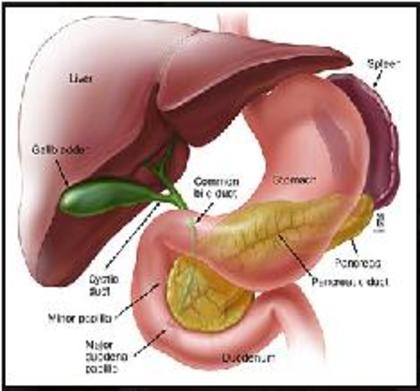 traectul intestinal - OBLIGEANA