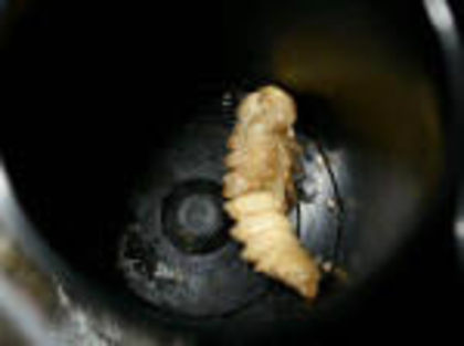 pupa super worms - Hrana gecko super worms