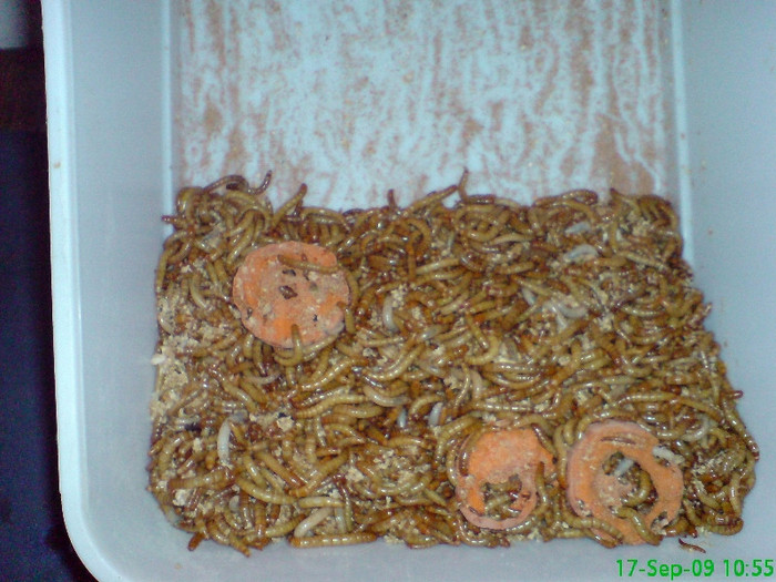 meal worms 1