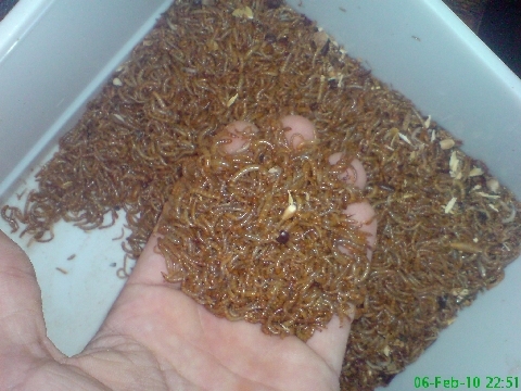 meal worms 4 - Hrana gecko meal worms