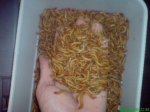 meal worms 5