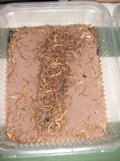 meal worms 6 - Hrana gecko meal worms